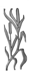 Cattail Picket 