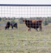 Galvanized Welded Wire Panels - Cattle Panel 4 Gauge Wire - FRF5216
