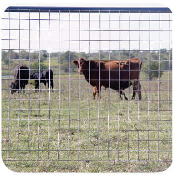 Galvanized Welded Wire Mesh Agriculture and Multi-Use Panels